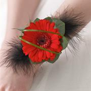 Red Germini and Feather Wrist Corsage